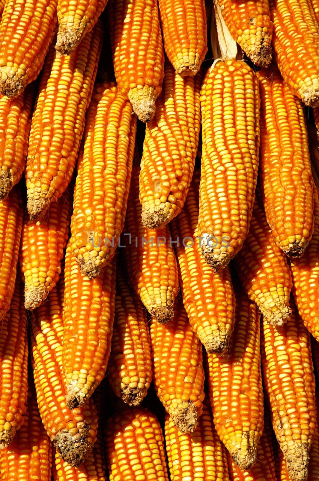 Dry yellow corn. Bright colorful natural texture.