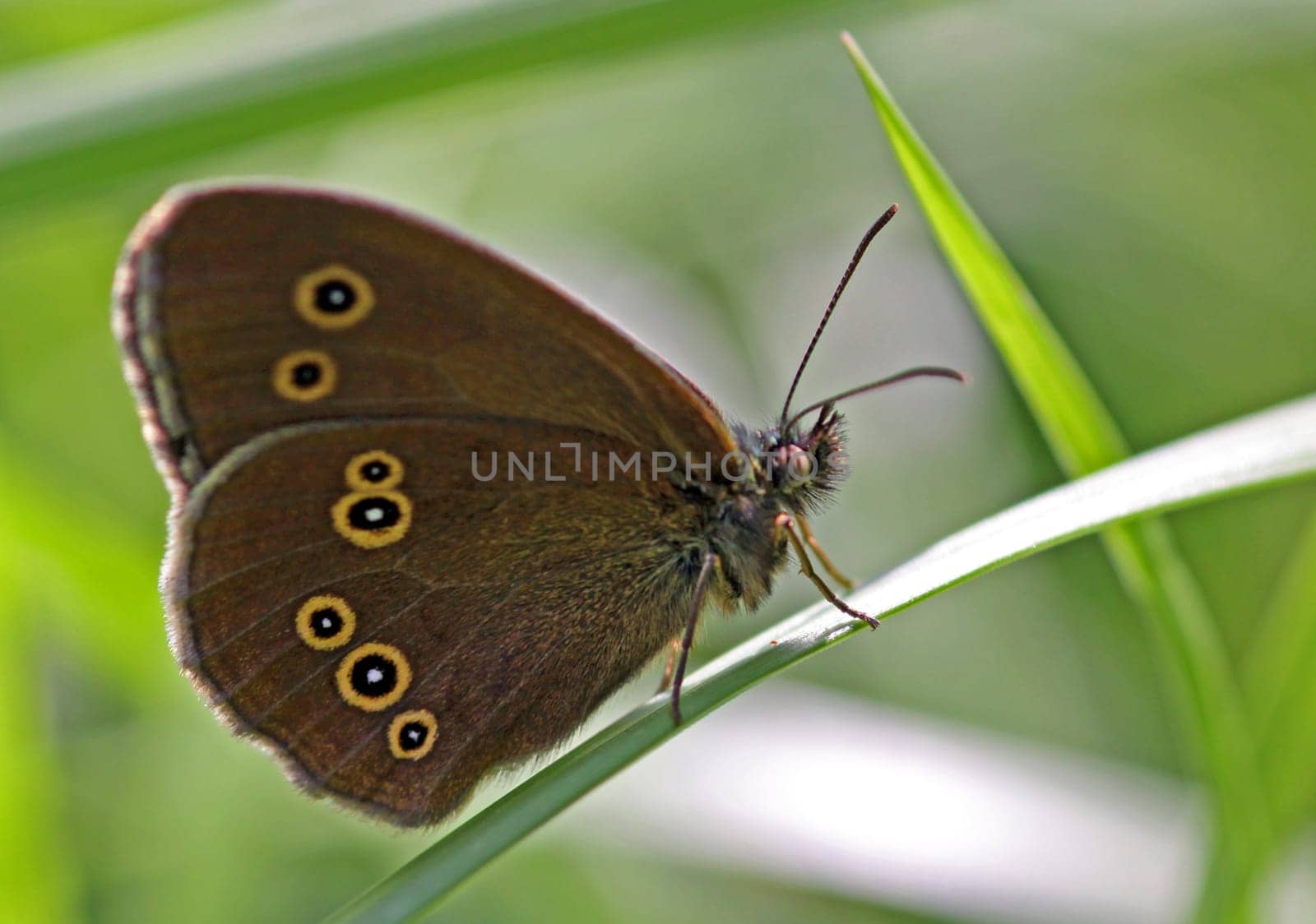Ringlet
