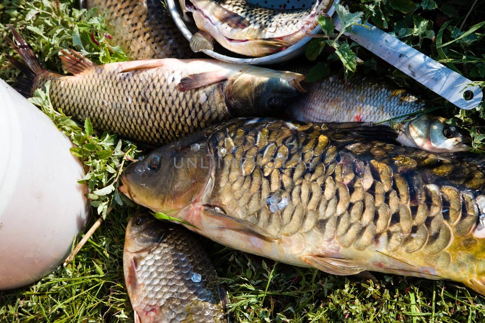 Fish. After fishing. Near Chany lake, Novosibirsk area, June2007