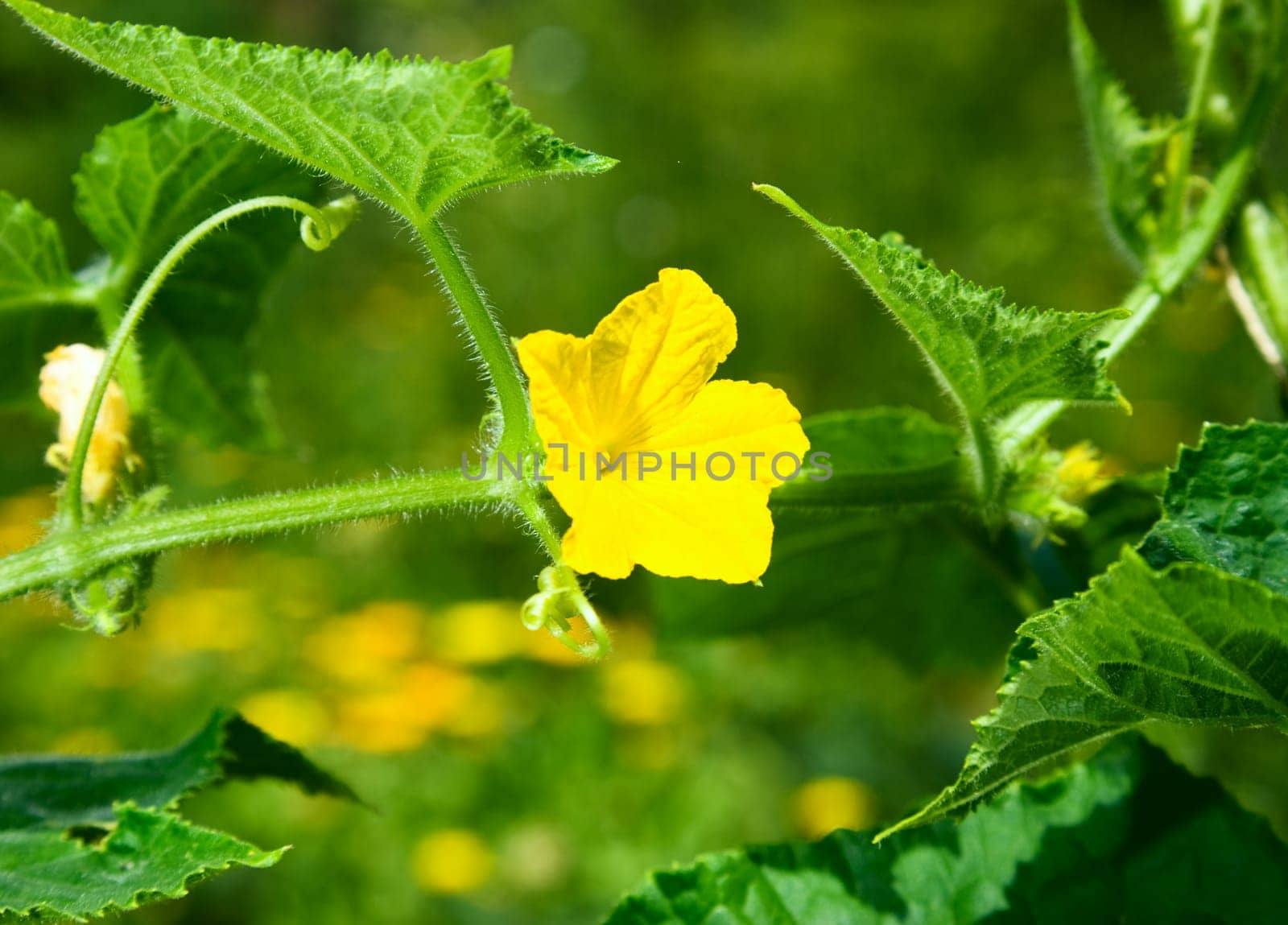 Flowering cucumber. Karaganda, july 2008