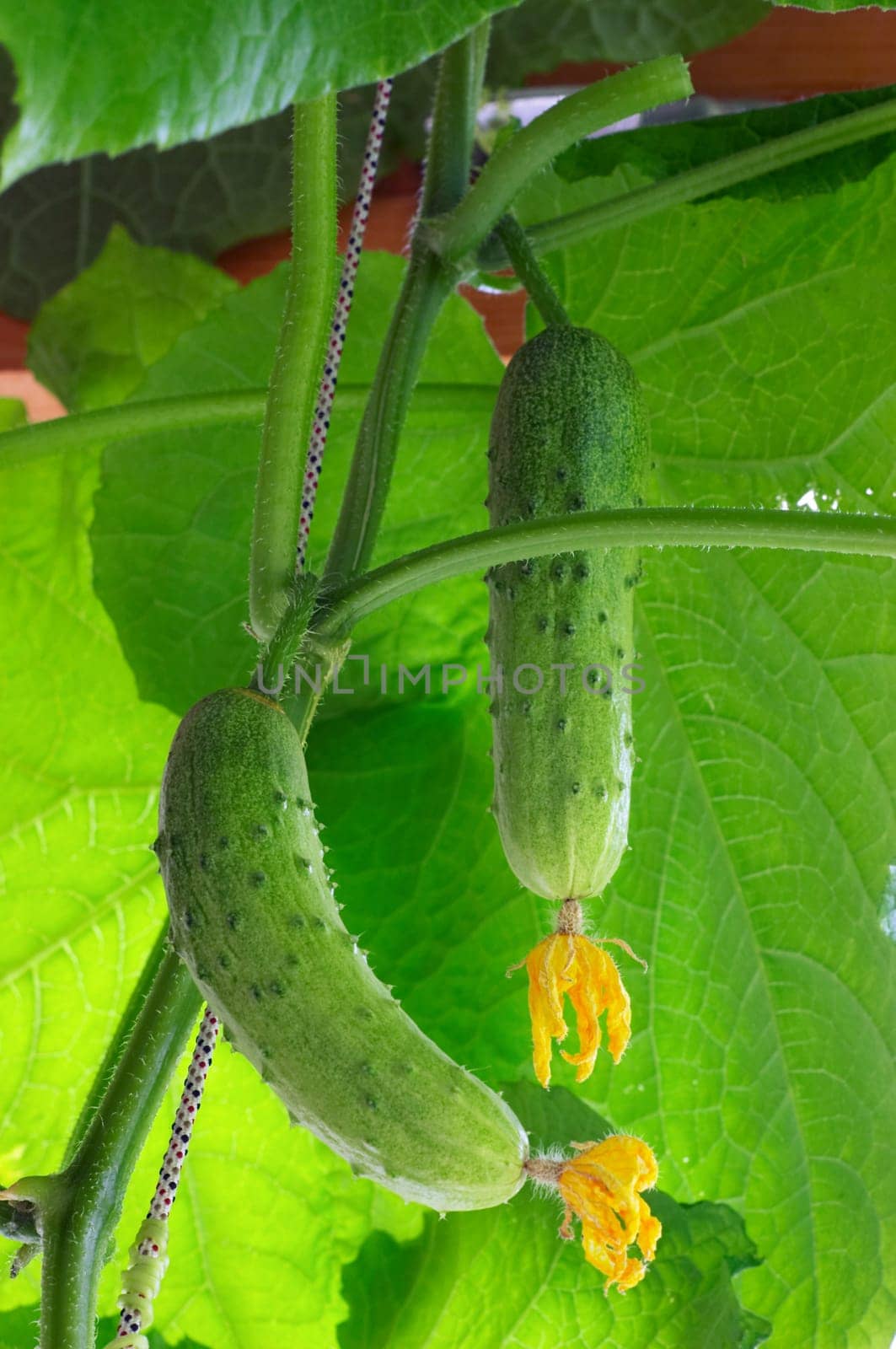 Natural fresh cucumbers