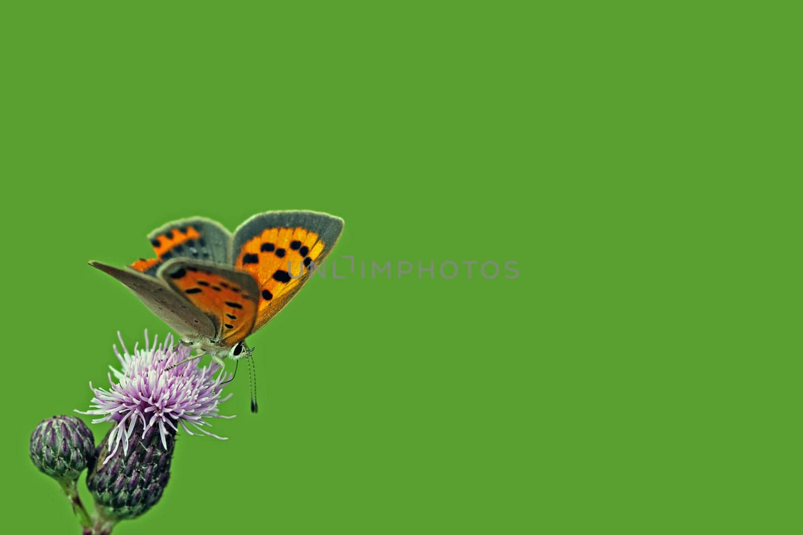 (Lycaena phlaeas)