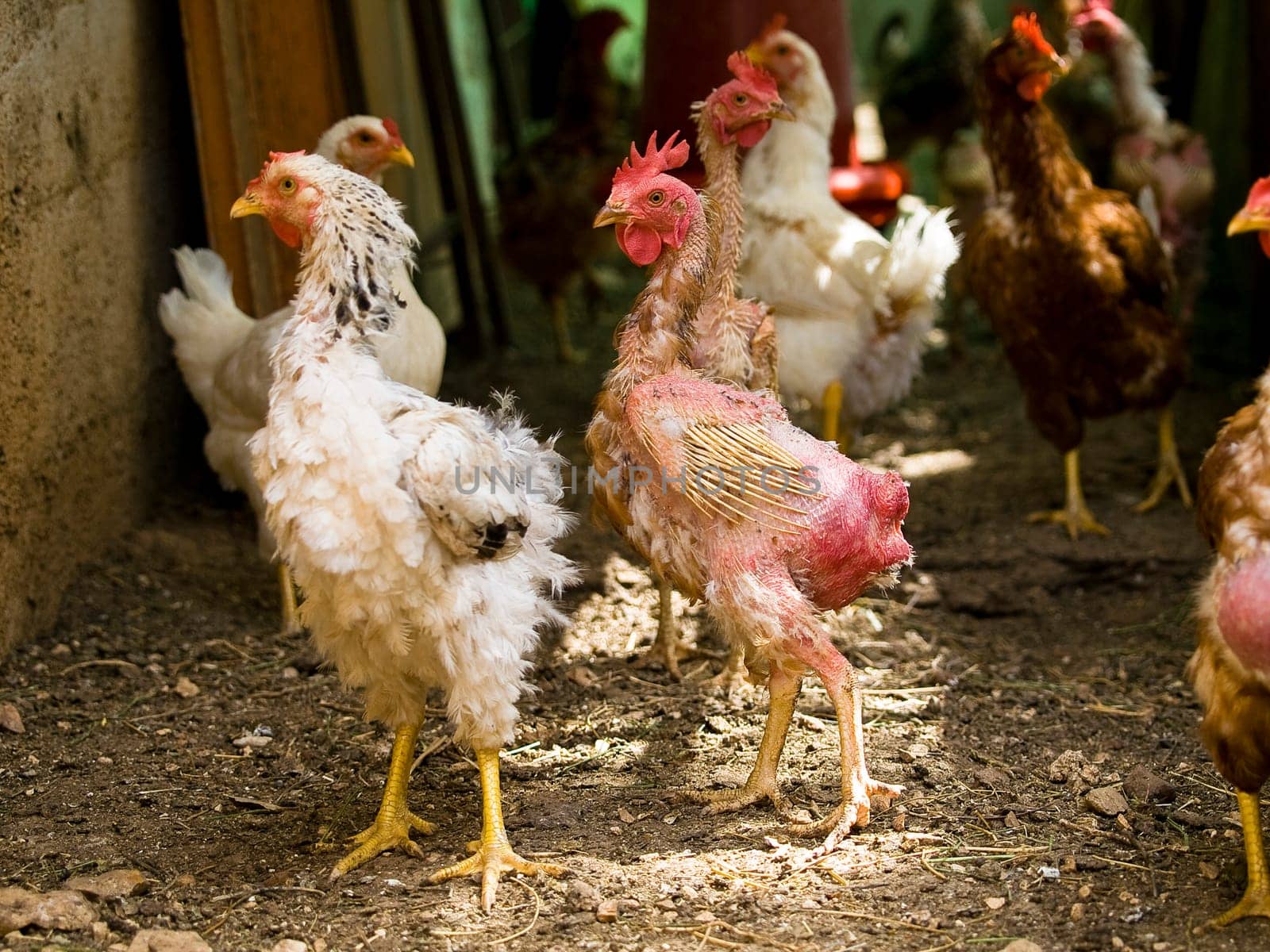 ugly naked chicken on the farm