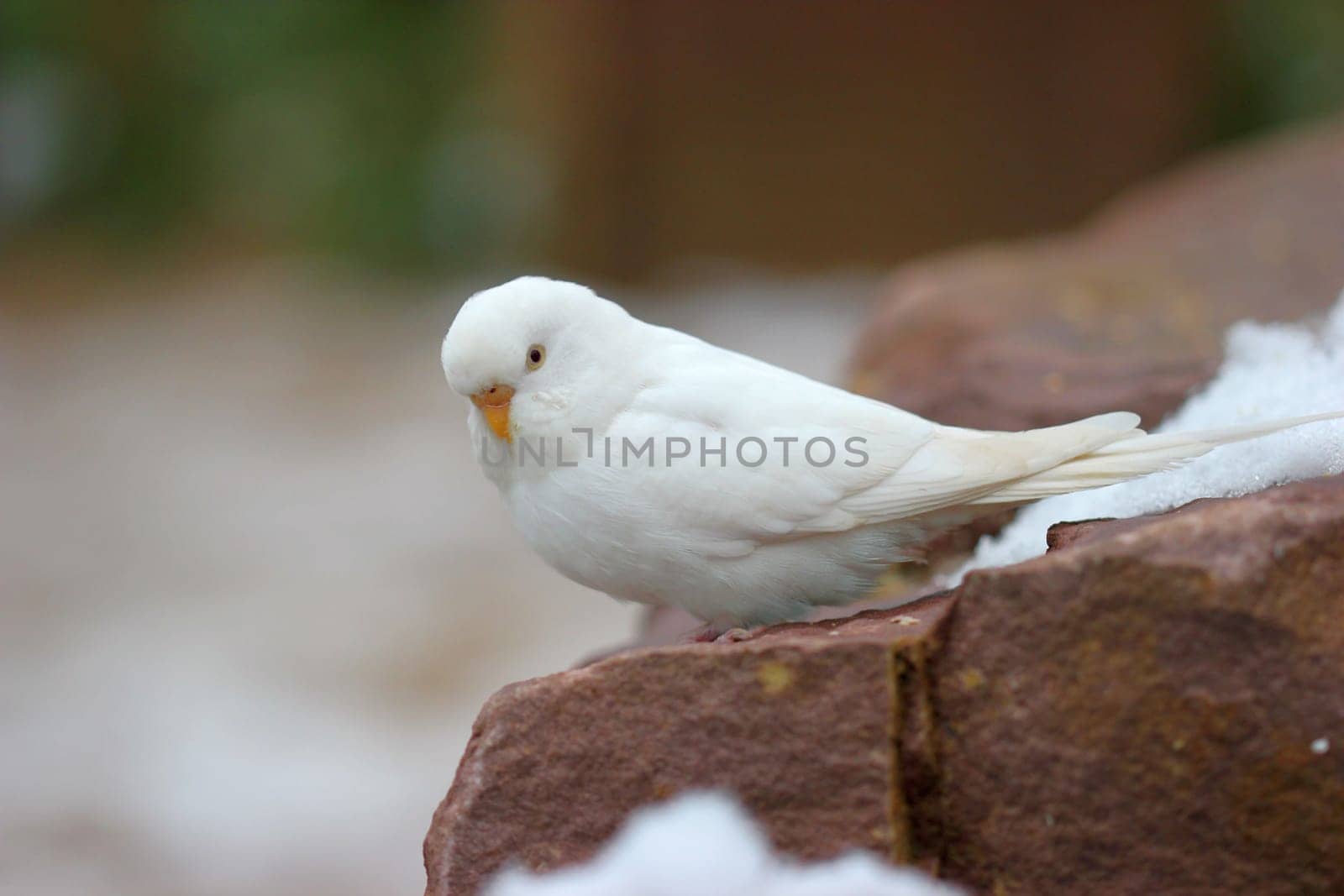 White budgie in the snow