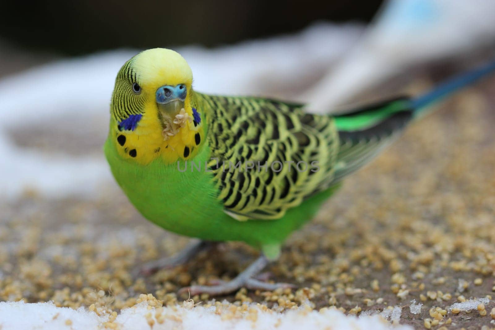 Green budgie in the snow