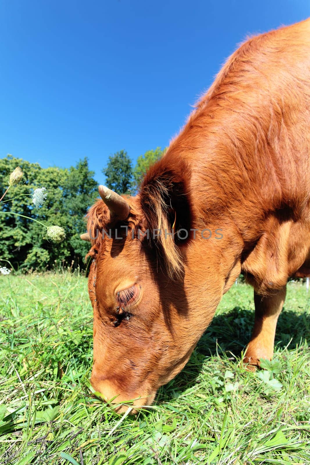 Wide angle view of a cow on green grass