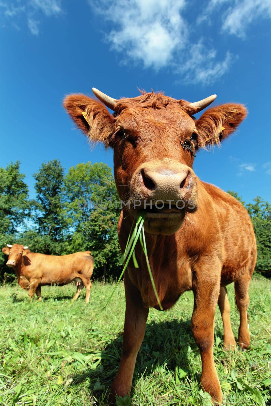 Wide angle view of a cow on a meadow.