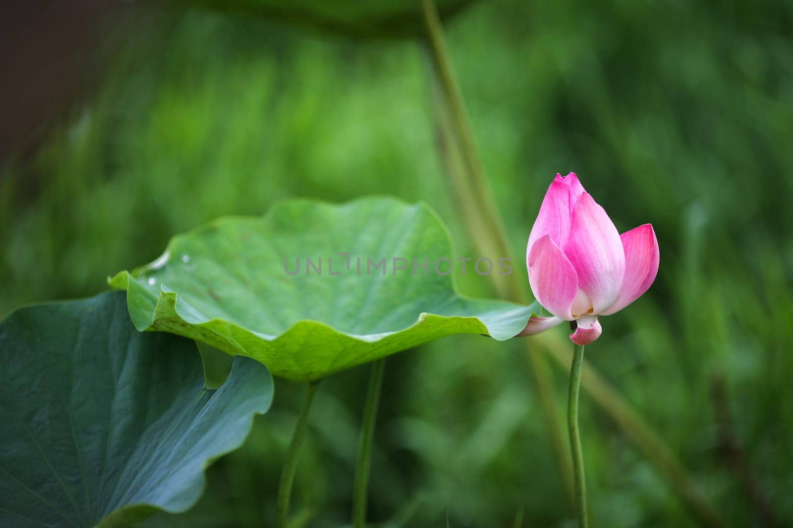 Blooming lotus flower
