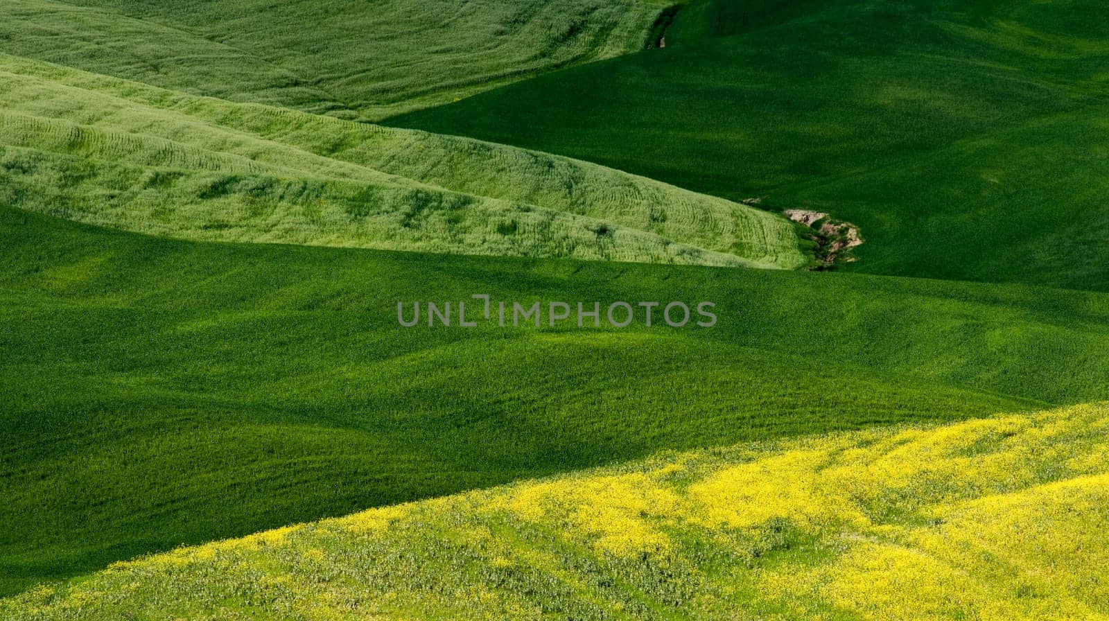 Green tuscany landscape in spring time close up