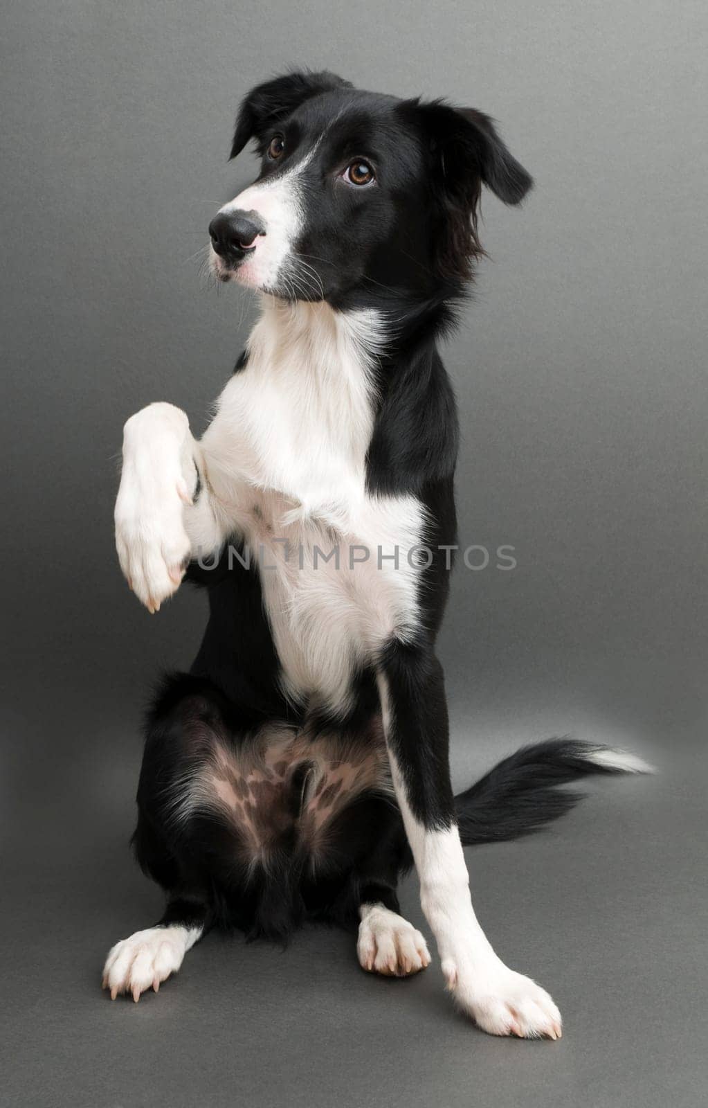 Young border collie standing on gray background close up
