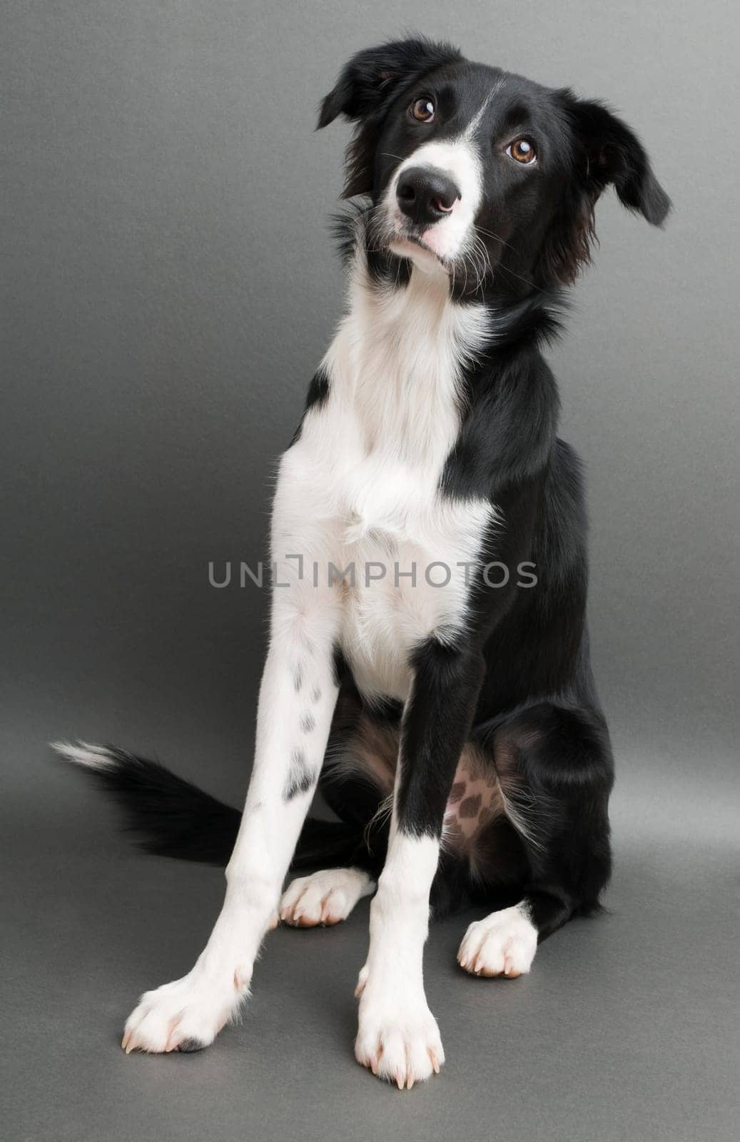 Young border collie standing on gray background close up