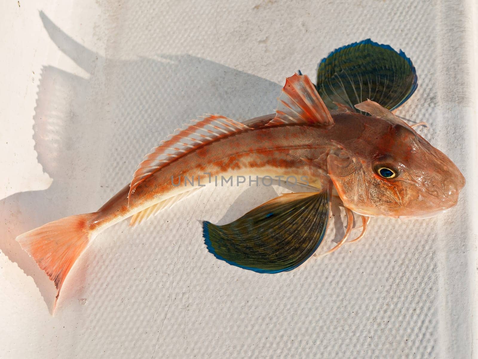 alive red fish on the boat