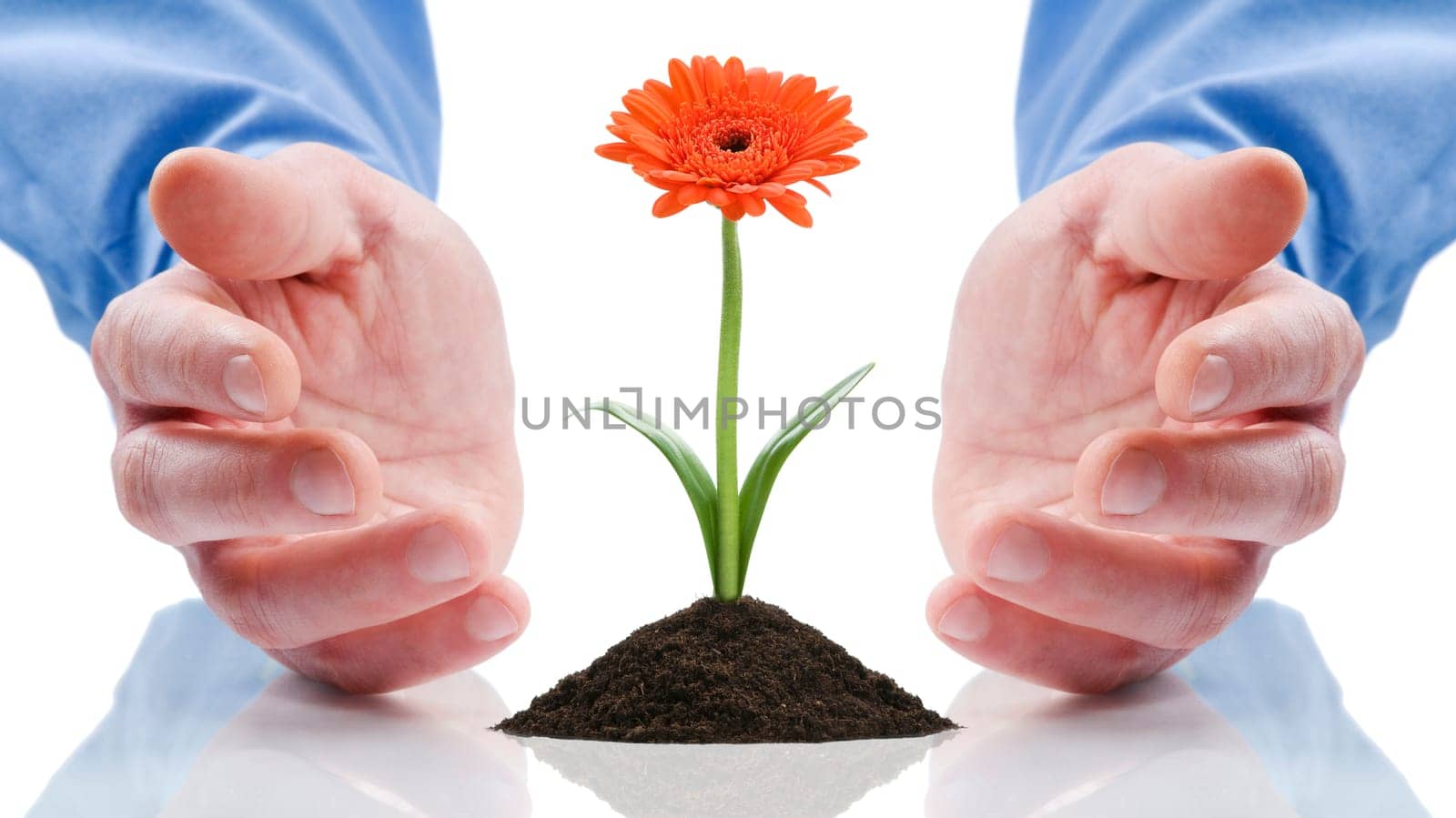 business men holding a flower between hands on white