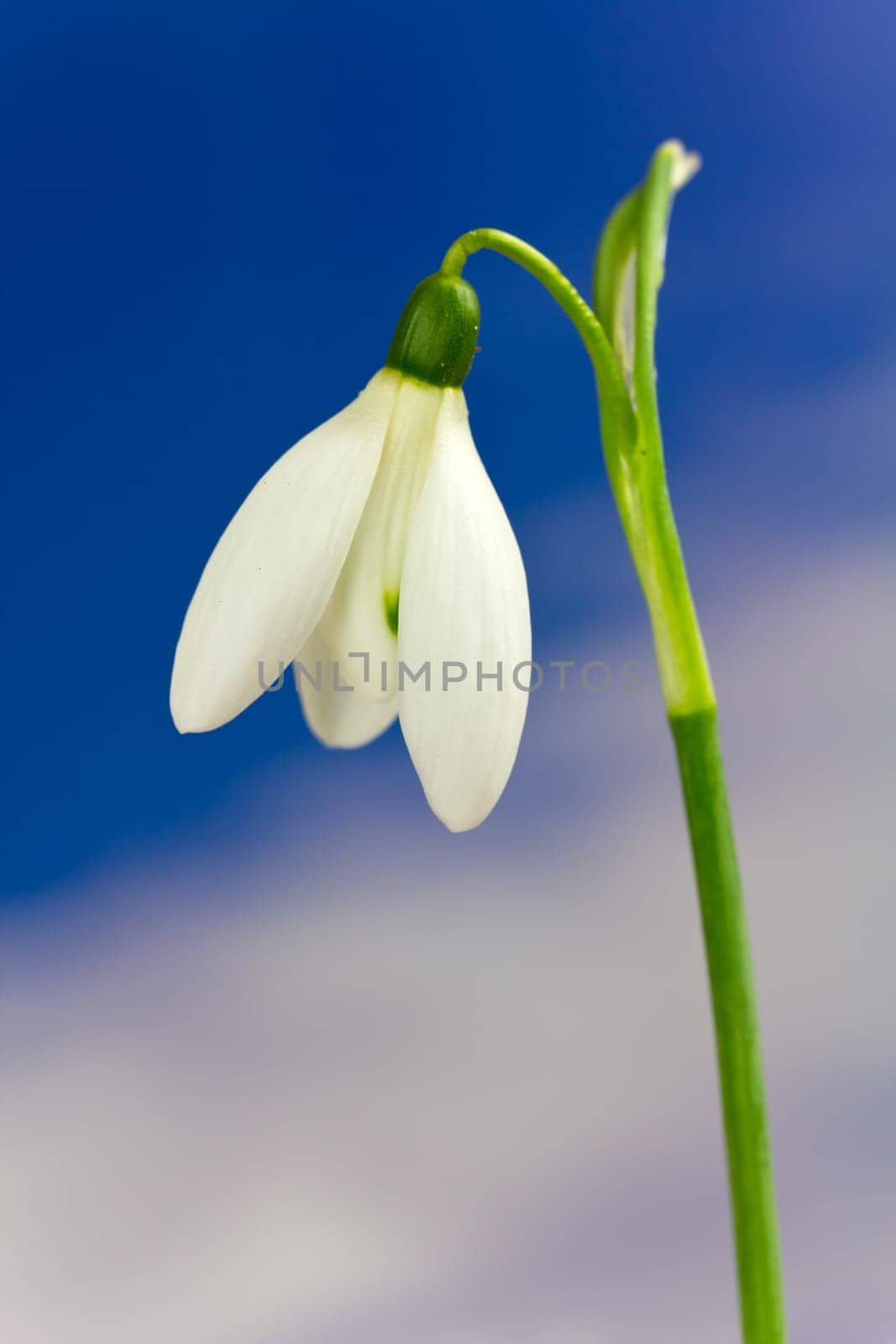 Snowdrops and sky
