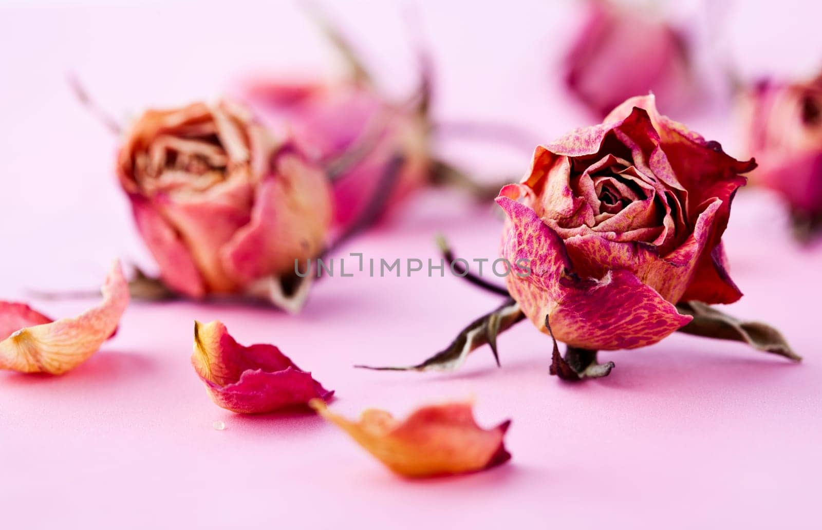 Close-up image for Valentine&#039 s Day of dry roses. Studio shot.