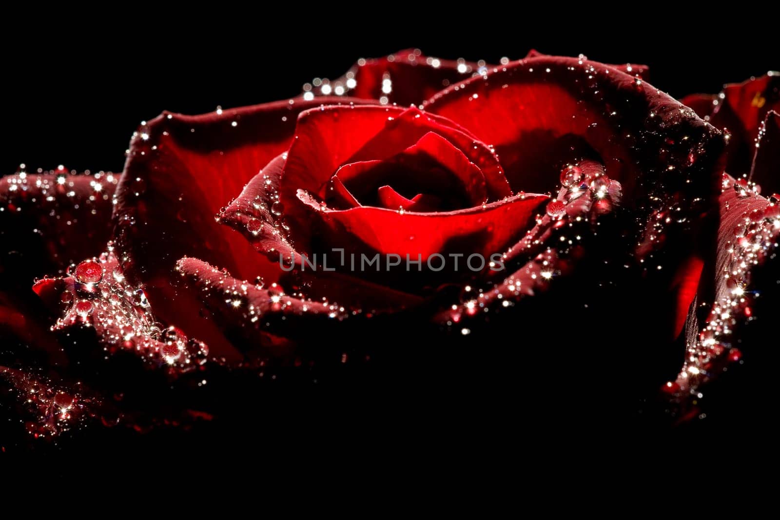 Red rose with strong contrast against black background