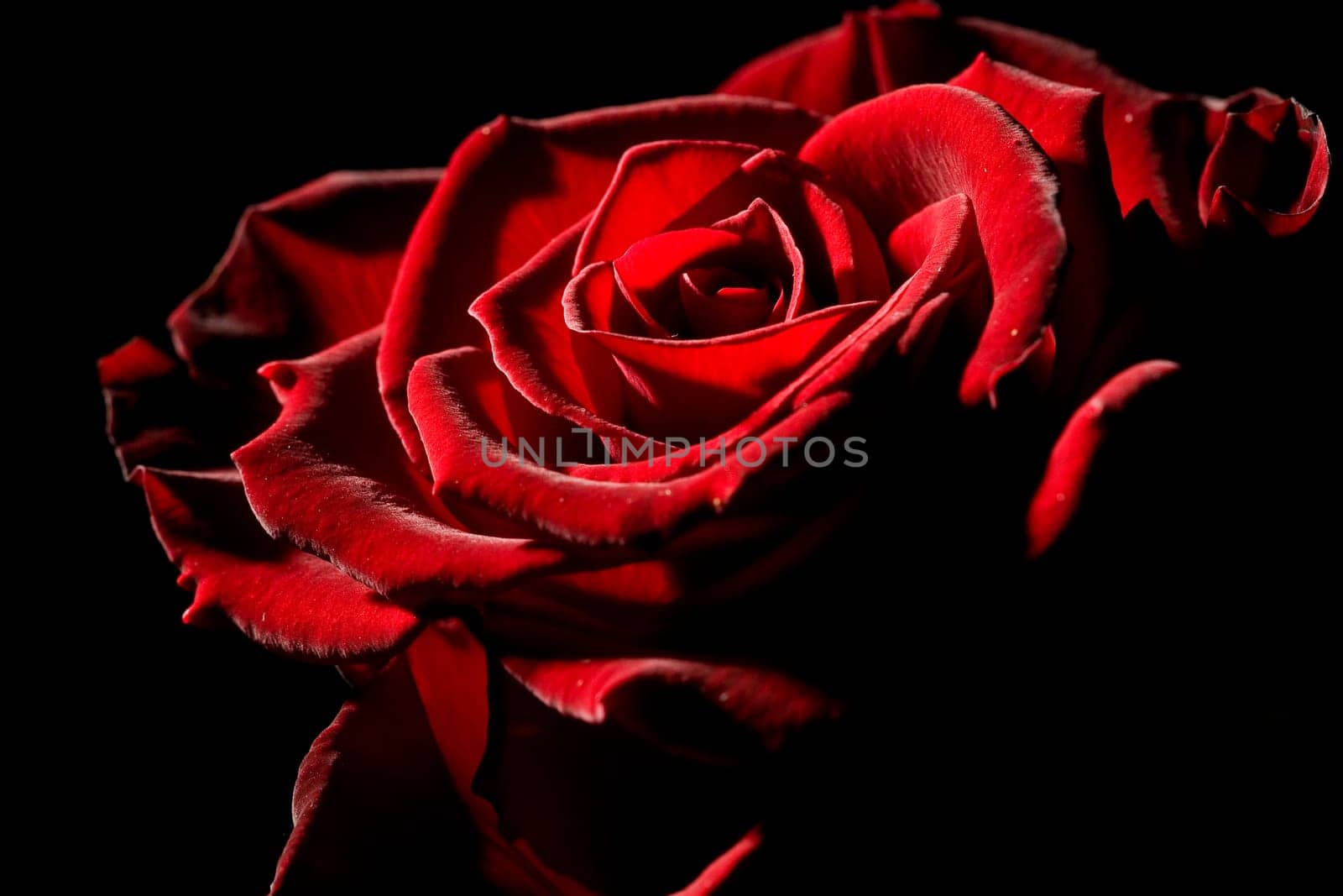 Red rose with strong contrast against black background