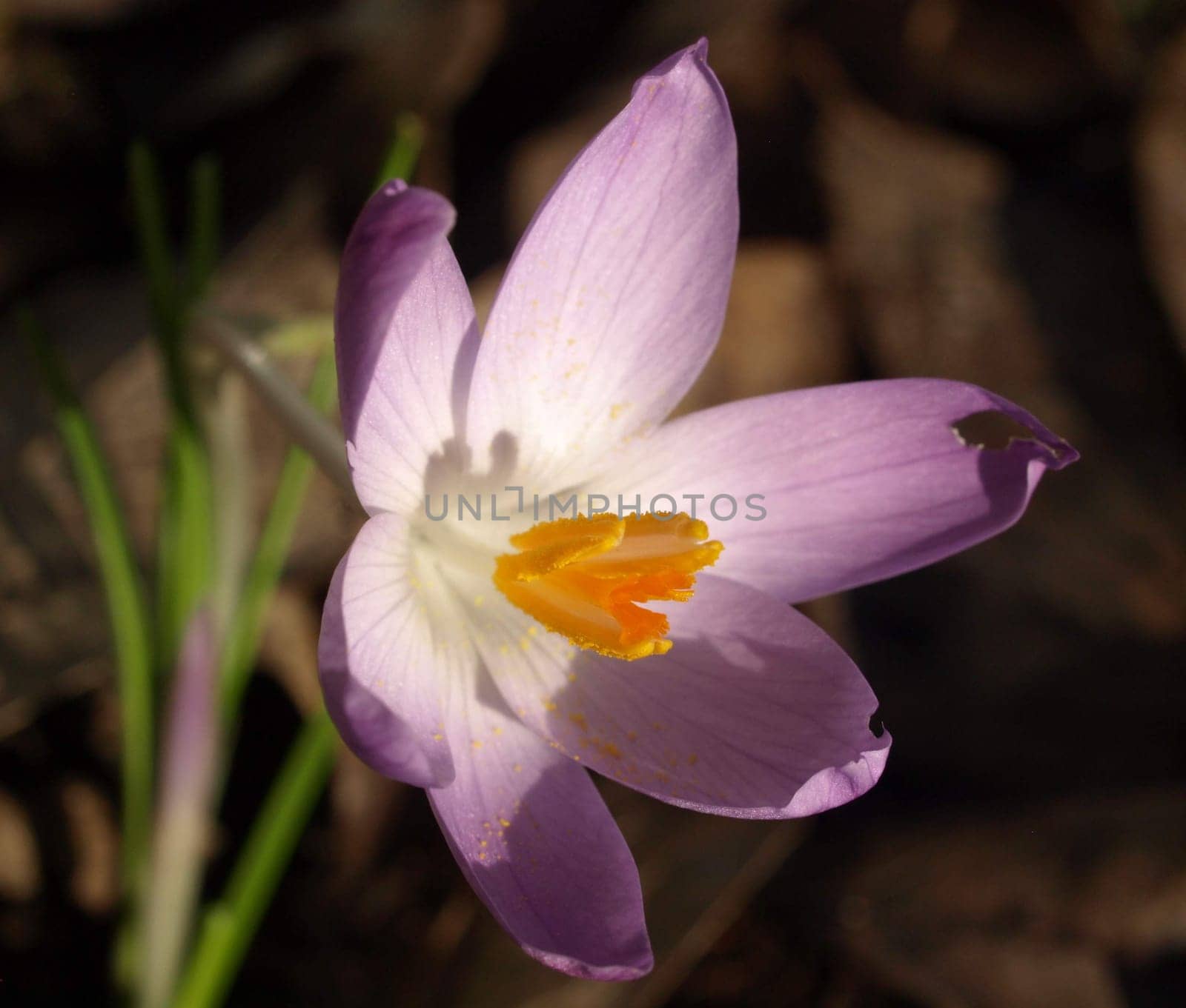 Crocus