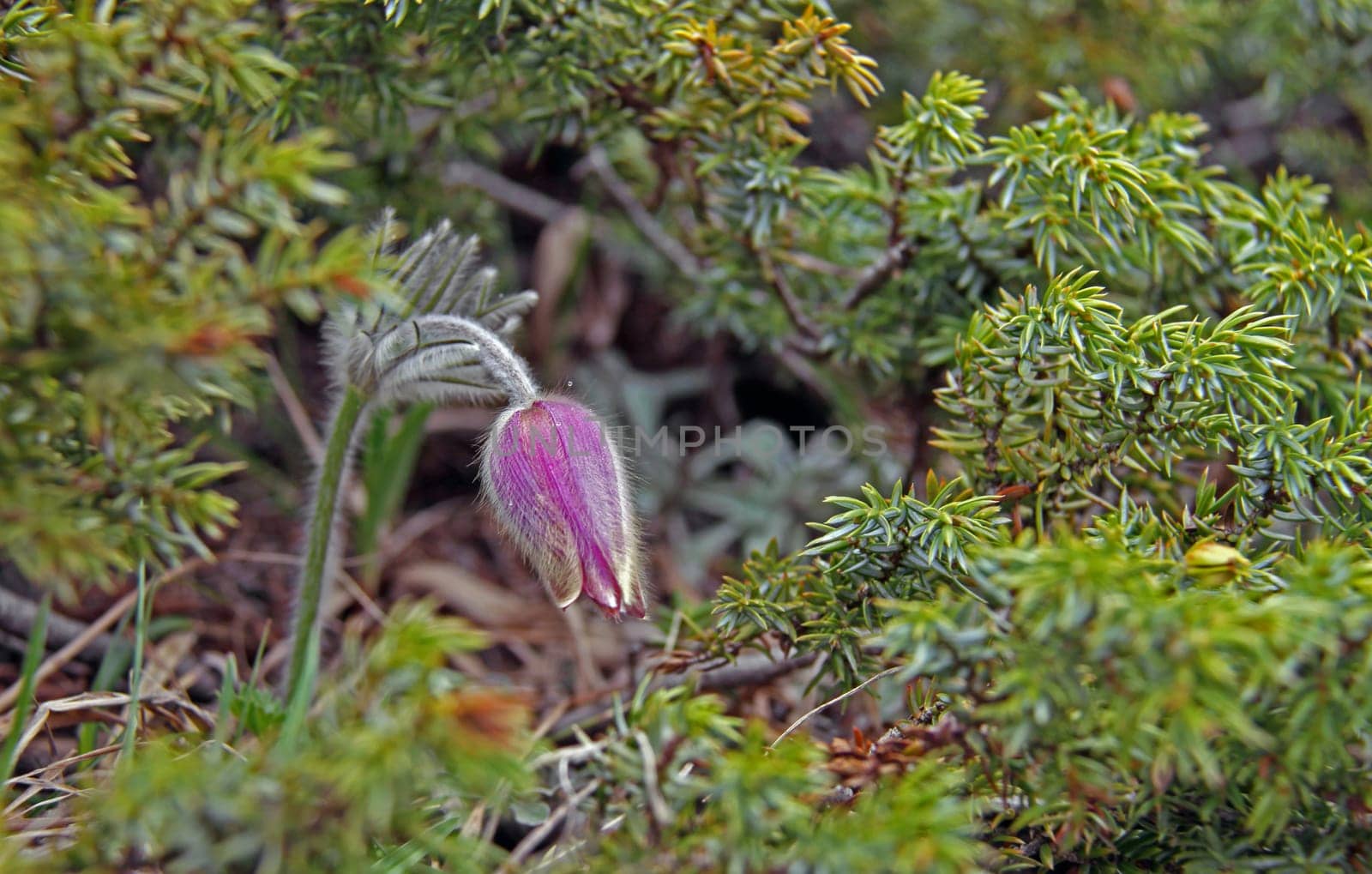 Spring awakening