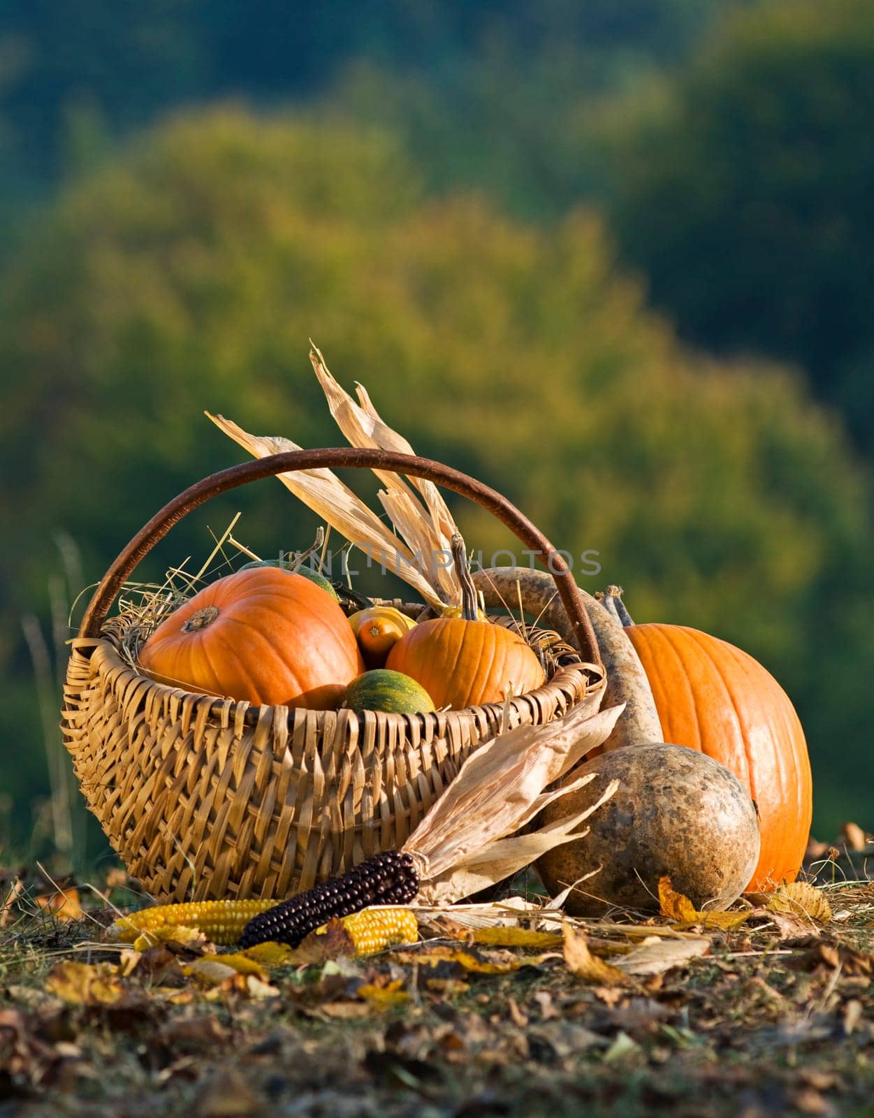 Basket full of pumpkins outside close up