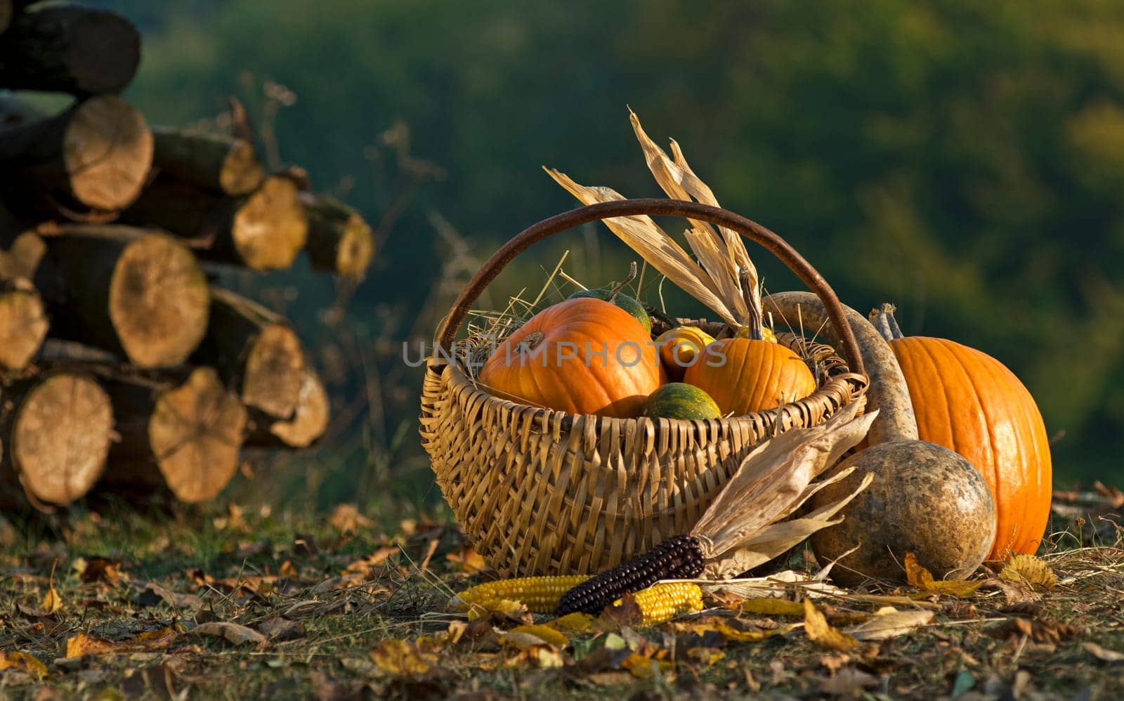 Basket full of pumpkins outside close up