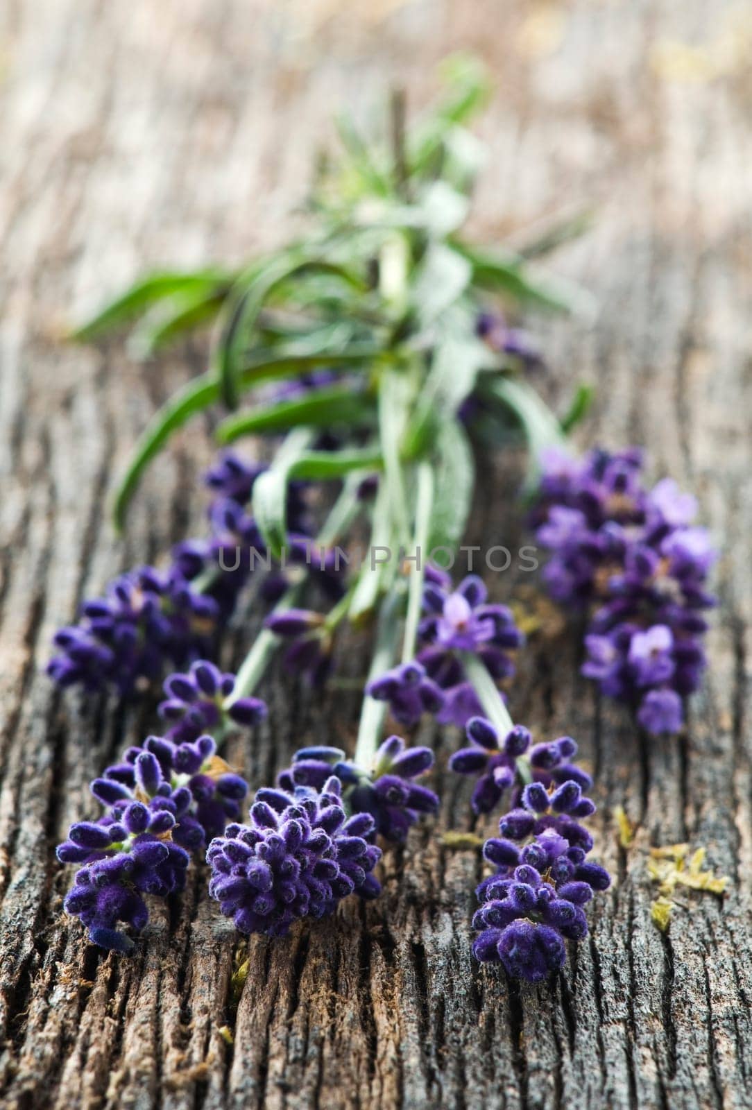 Purple Lavender on wooden board close up