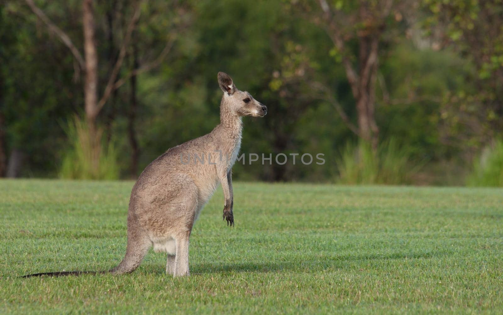 australian eastern grey kangaroos on the grass