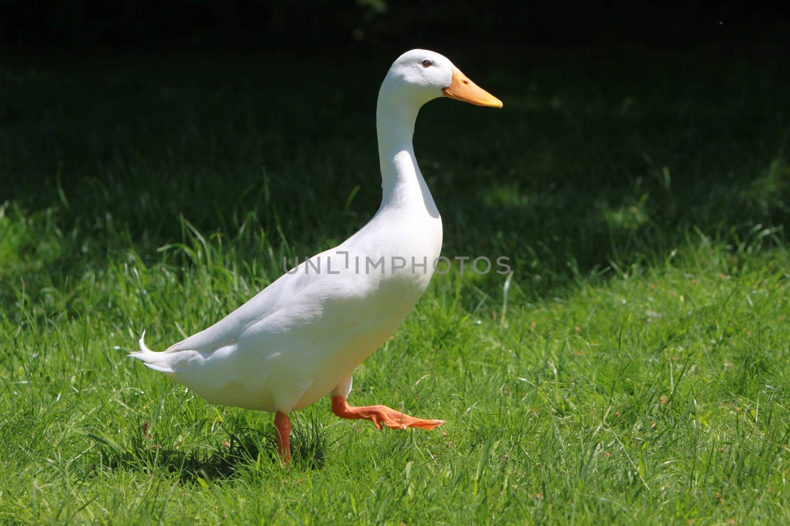 Runner ducks