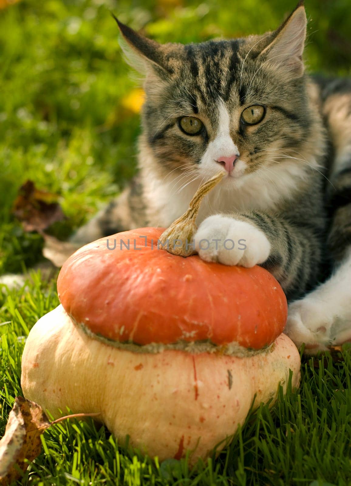 cat with pumpkin outside close up shoot