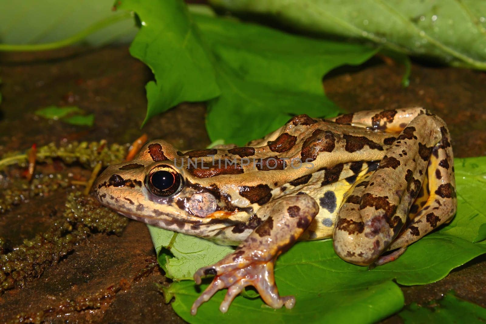 A Pickerel Frog (Rana palustris) sits on the forest floor at Monte Sano State Park - Alabama.