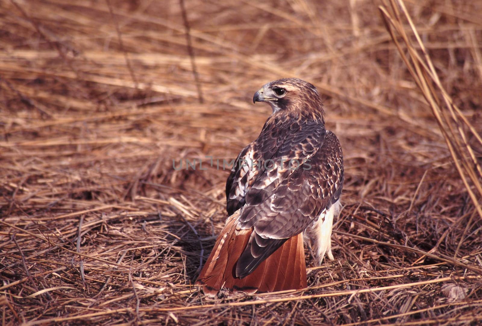 A Red-tailed Hawk (Buteo jamaicensis) in northern Illinois.