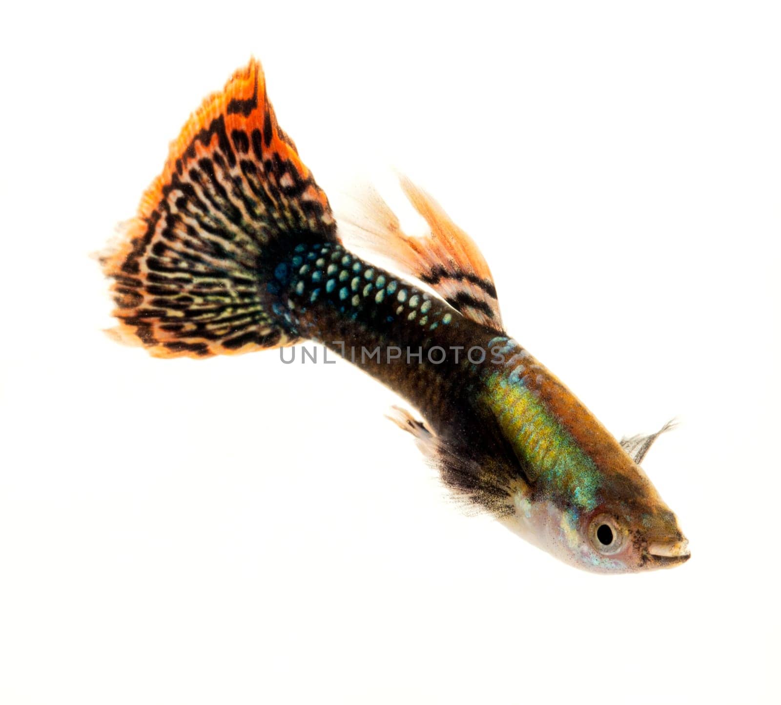 Colourful Guppy Fish with orange patterned tail is a popular freshwater aquarium fish, isolated on white