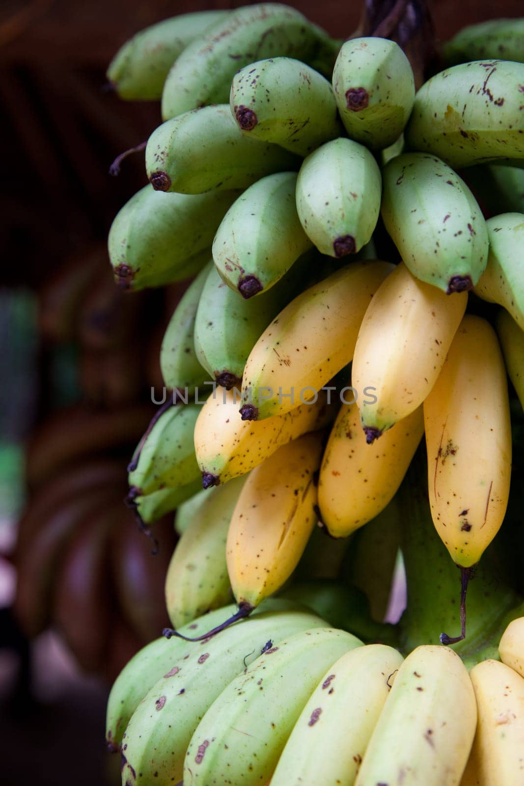 A cluster of ripening bananas or plantains for sale on a fruit stand in Siem Riep, Cambodia.