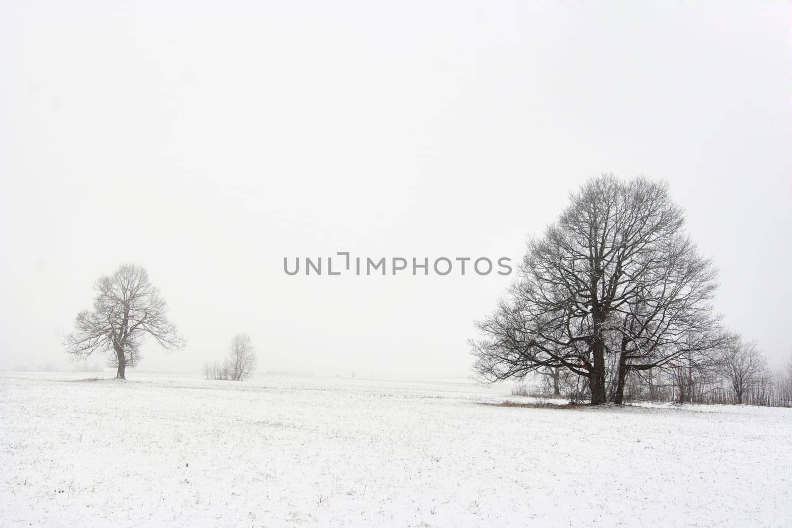 Shot of the solitary trees in winter landscape