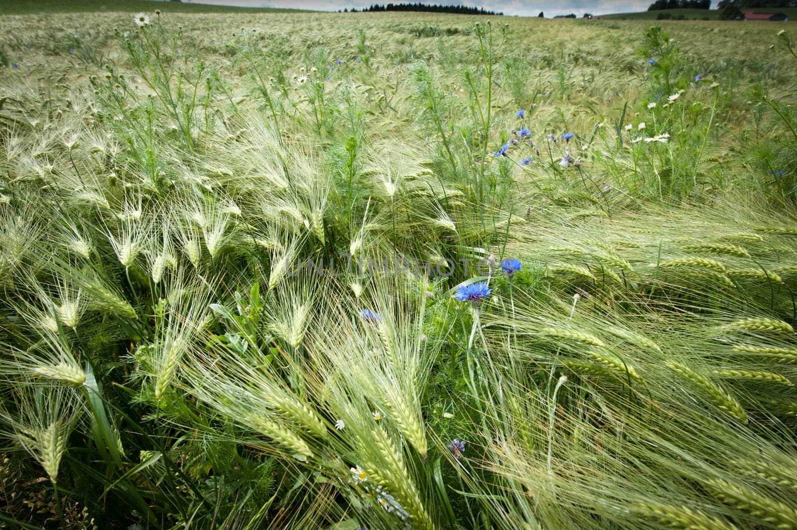 Fresh Cornfield in Spring with Cornflowers taken in Austria
