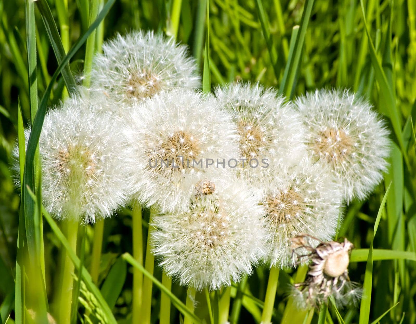 Group of dandelion blowballs in a green field