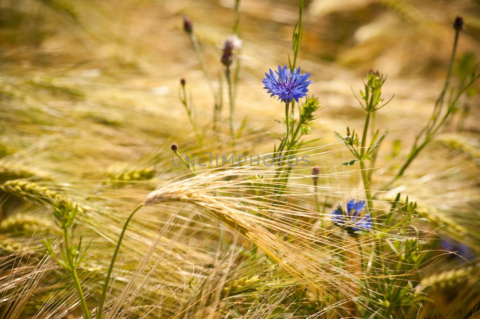 Blue cornflower in a field of golden grain