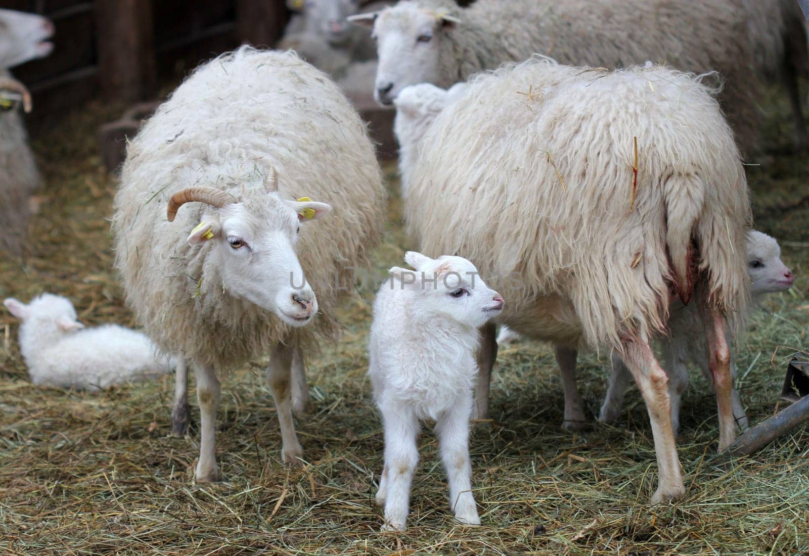 Skudden sheep with newborn lambs