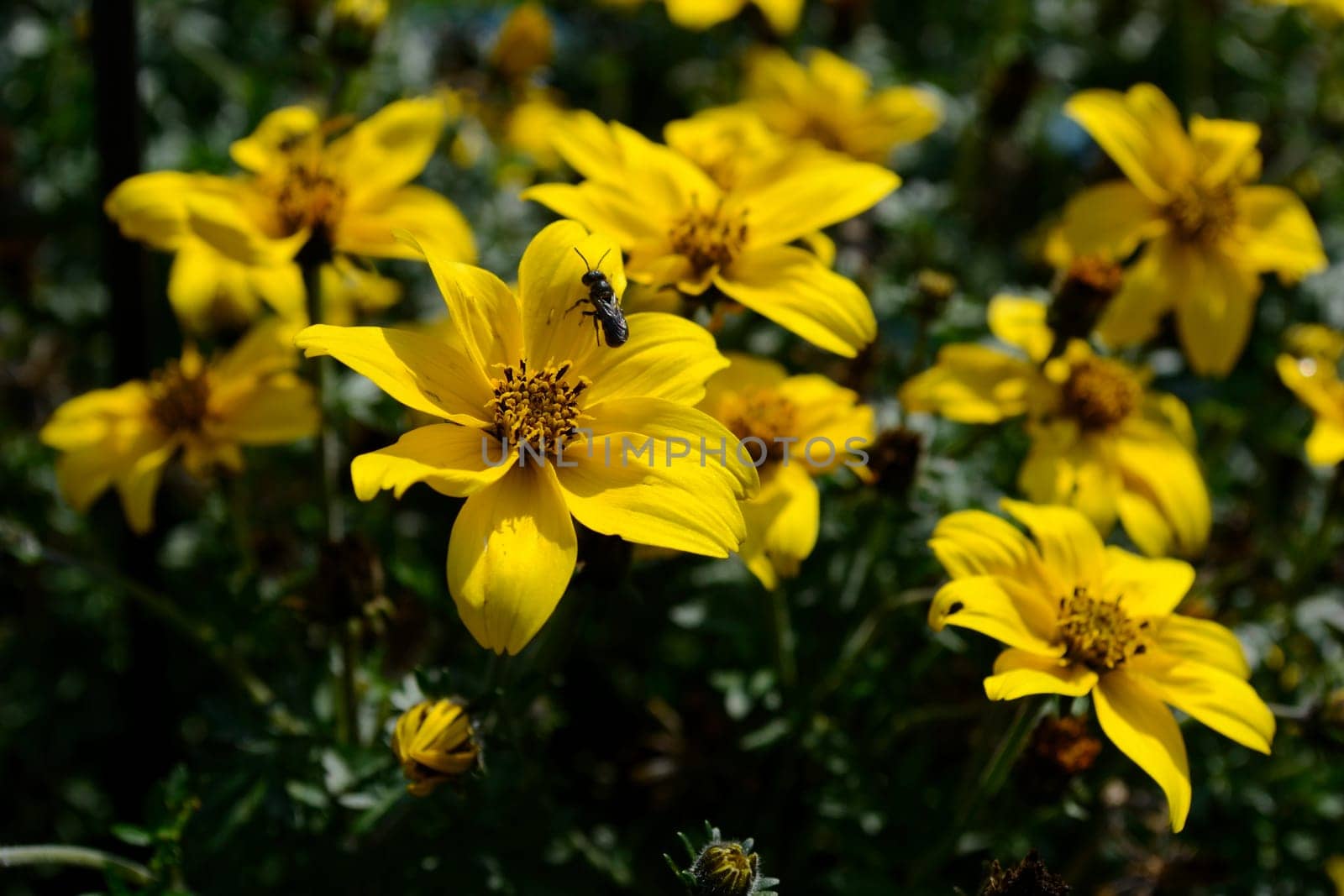 Tagetes,patula,Asteraceae,marigold
