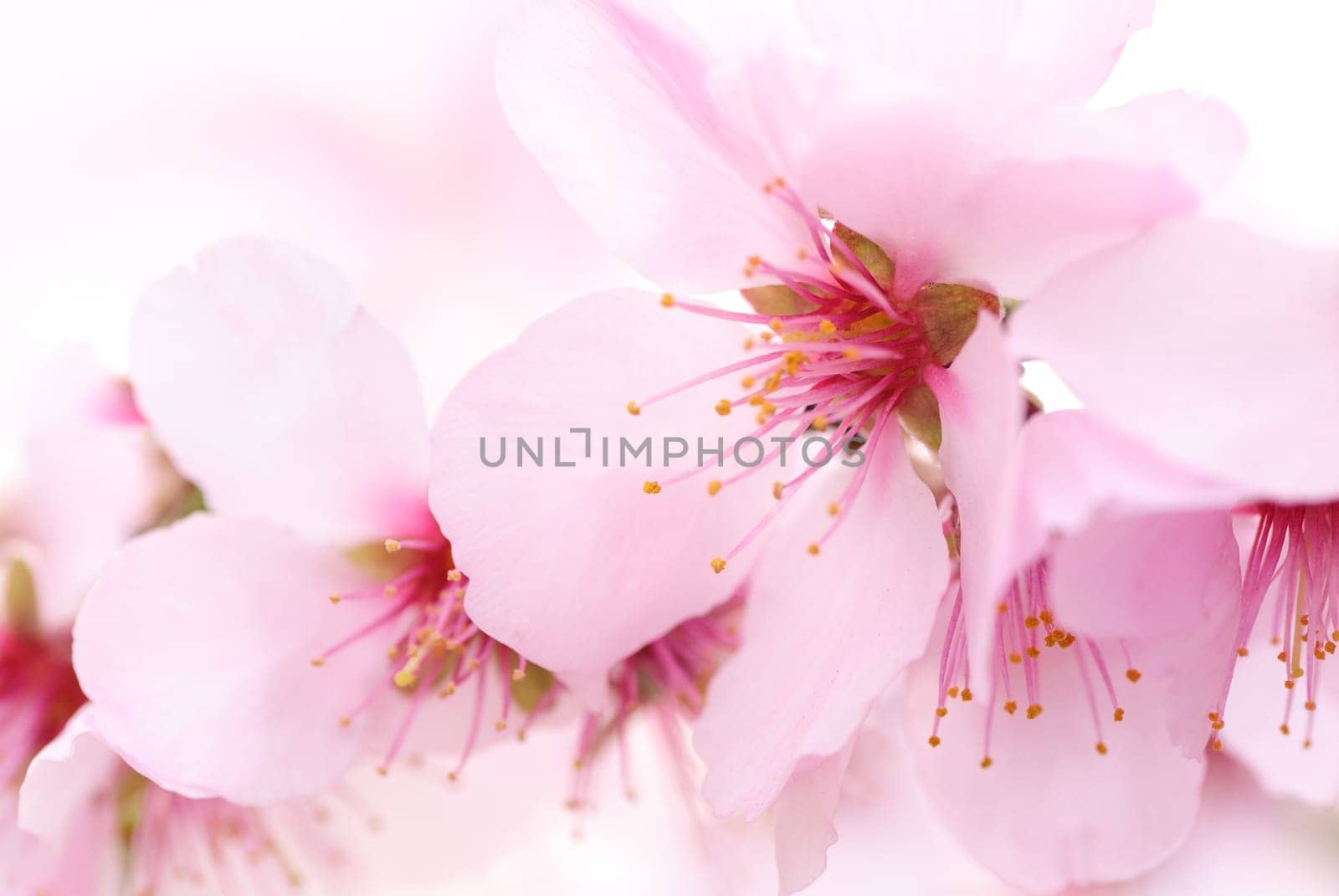 The delicate colors and shapes of the cherry blossom,a close-up
