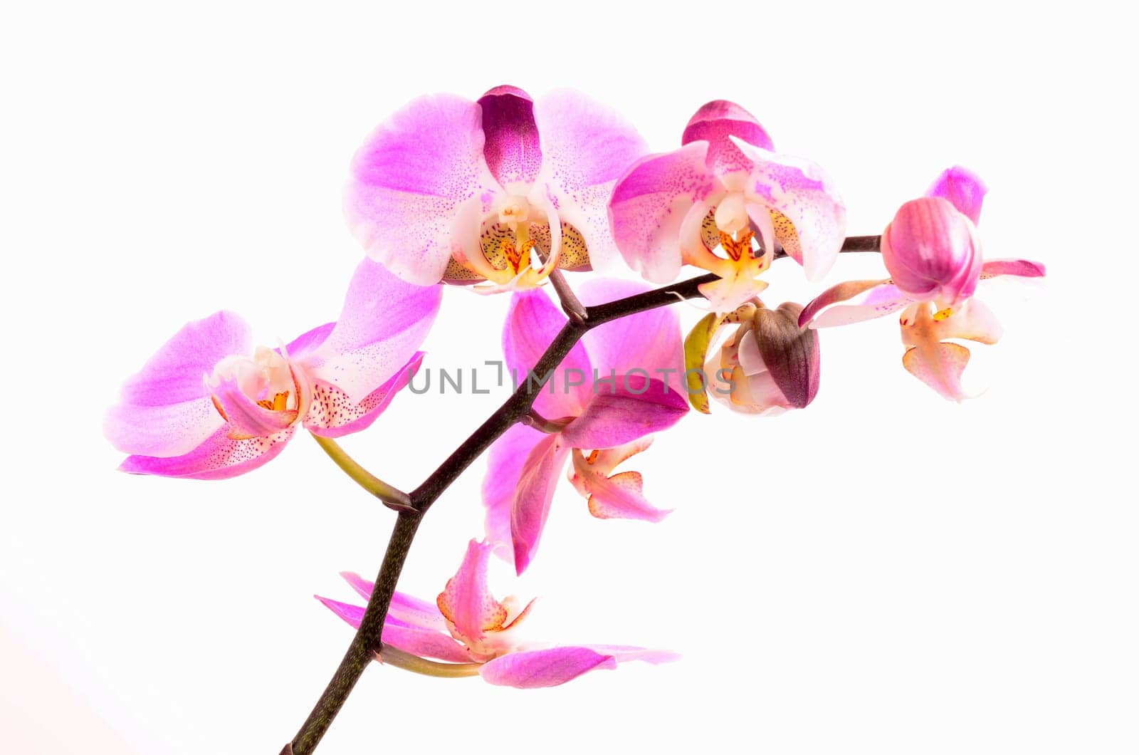 Pink Orchids Blossom