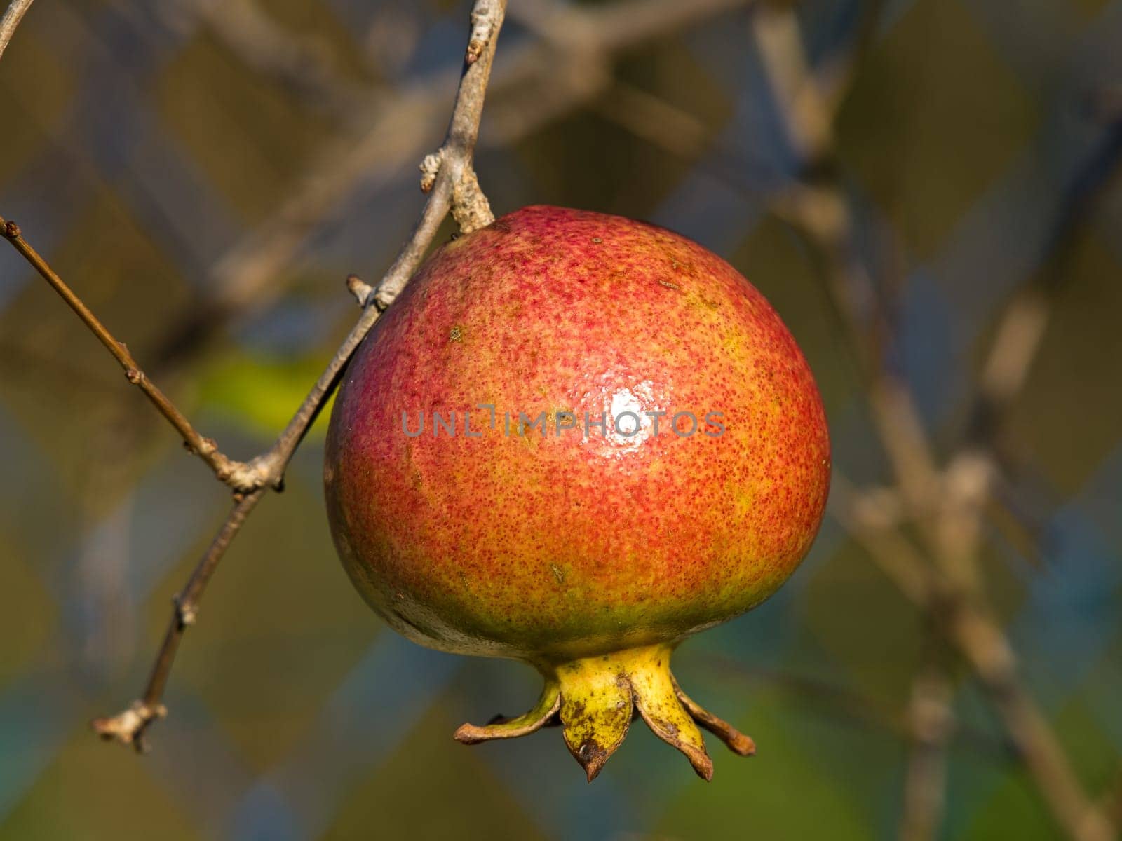 pomegranate in the garden in a sunny day