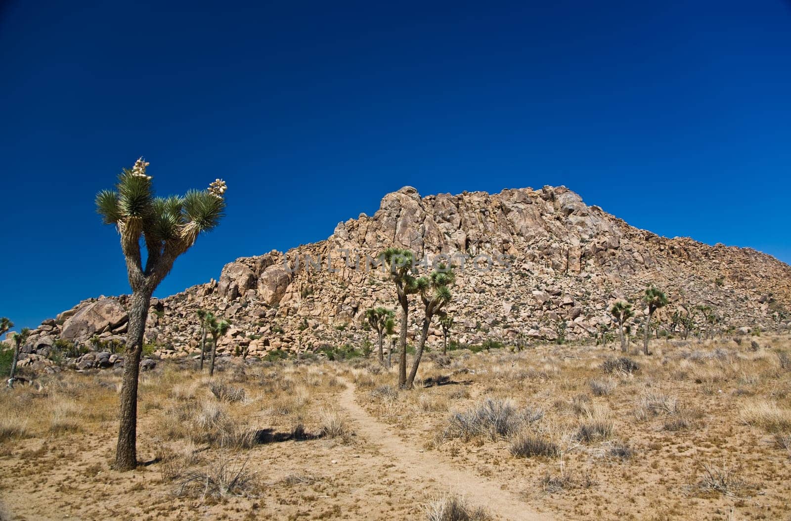 beautiful Cholla Cactus Garden in Joshua Treer national park in afternoon sun