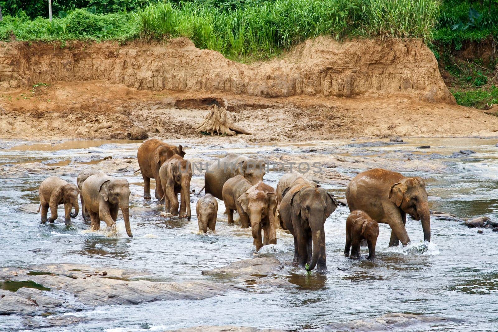 elephants take a bath in the river  in the wilderness near Pinnawela