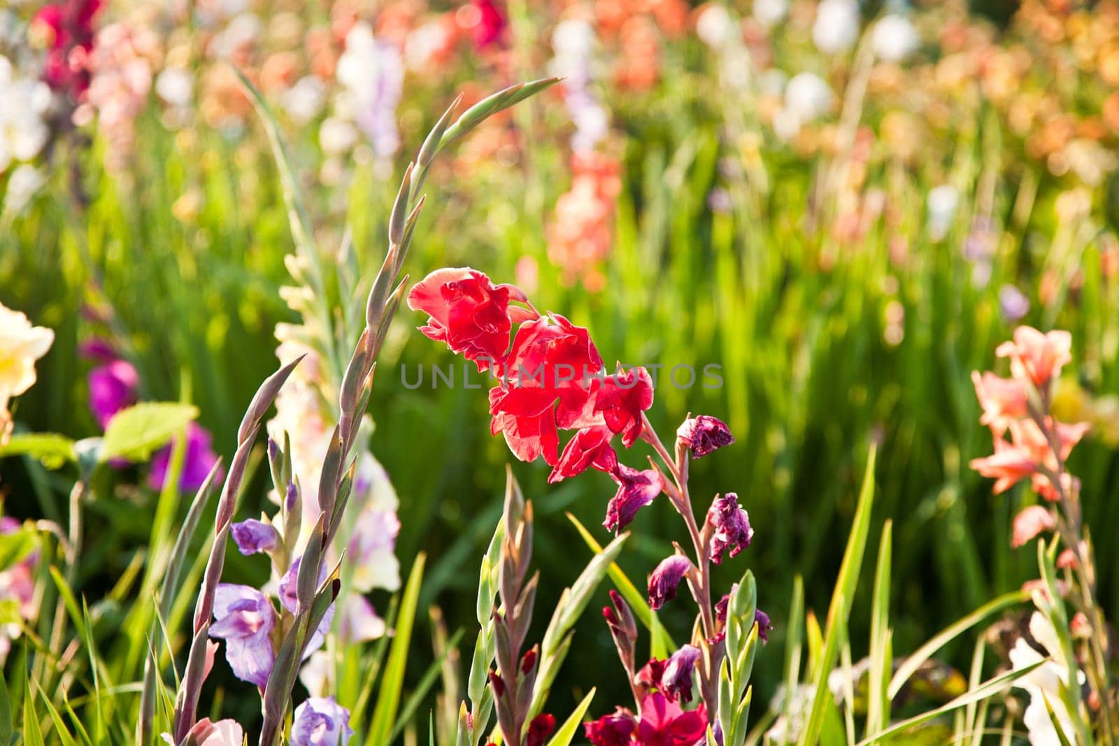 beautiful flowers in the meadow
