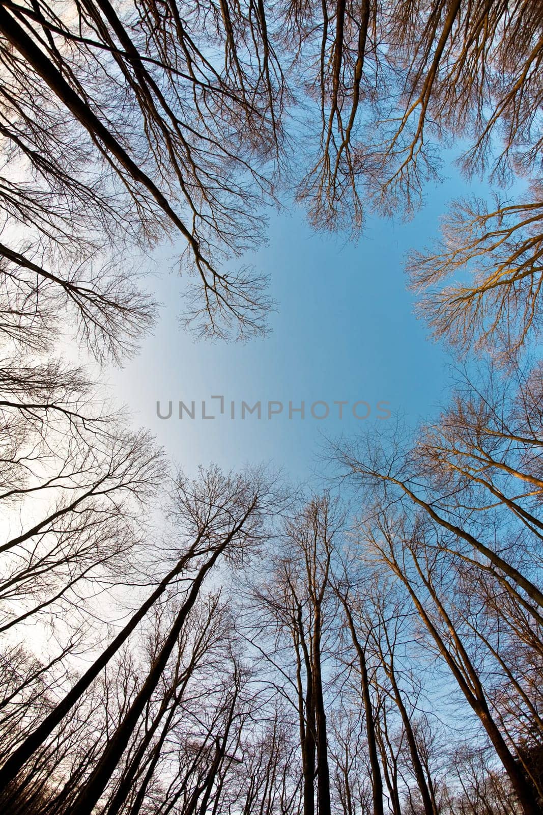 crown of trees with clear blue sky and harmonic branch structure