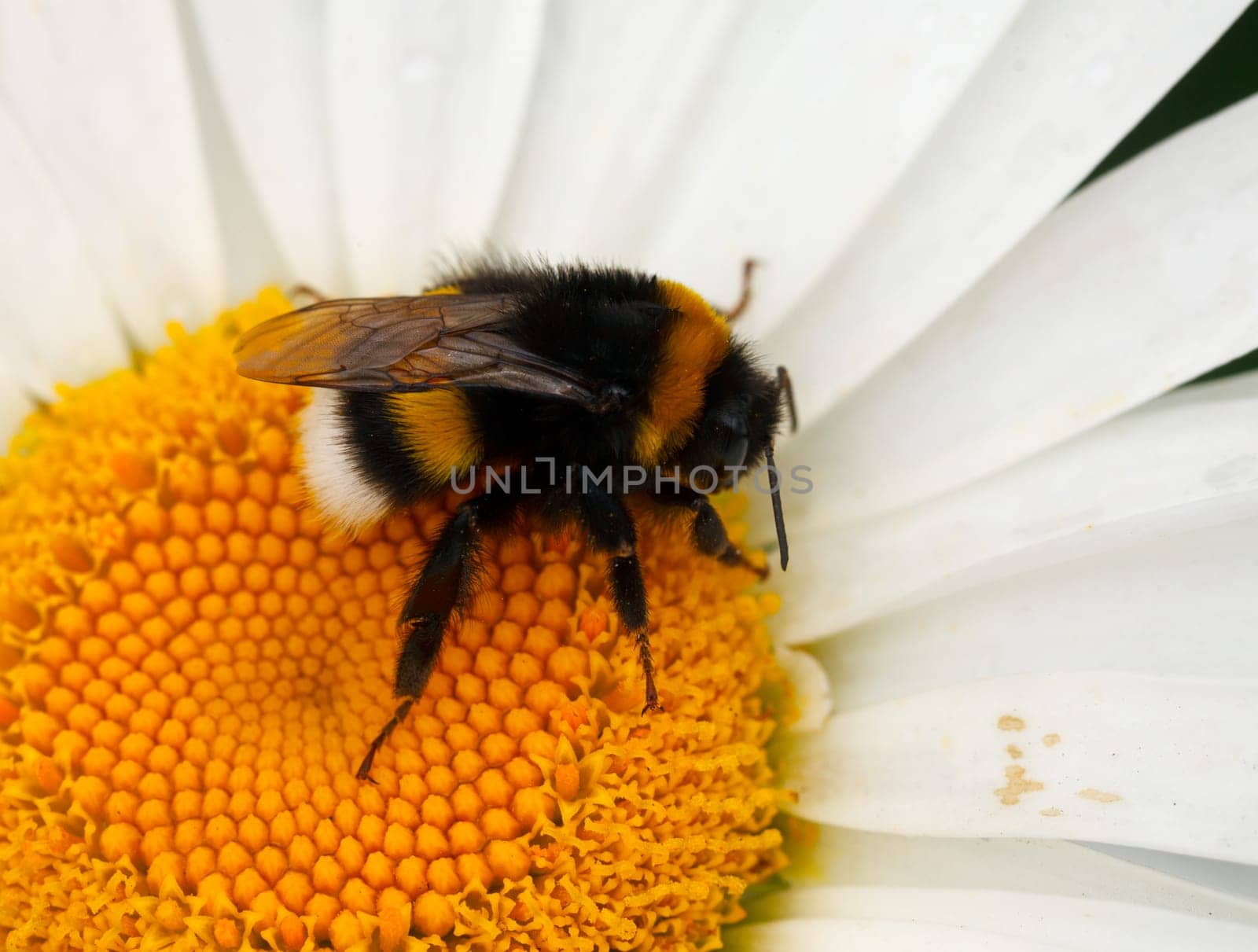 Bumblebee on a large garden chamomile.