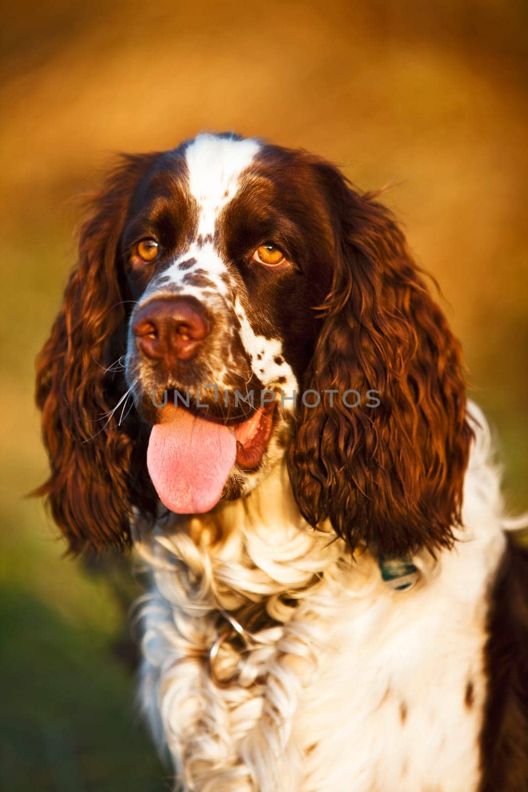 English Springer Spaniel