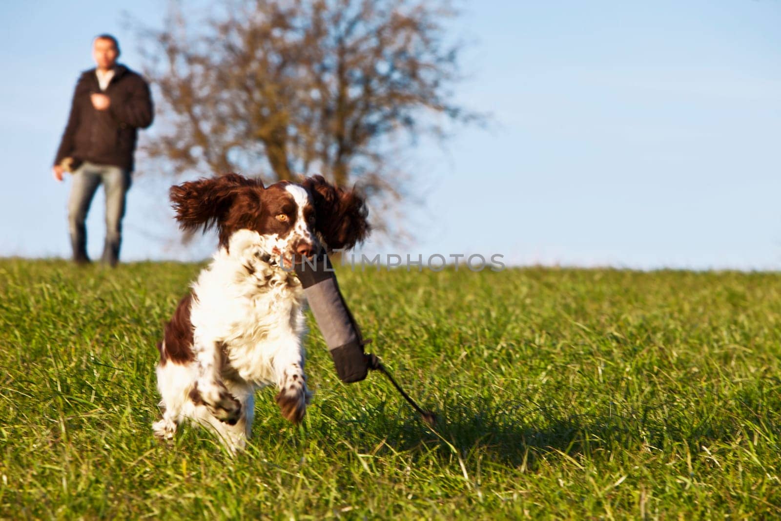 Dog training