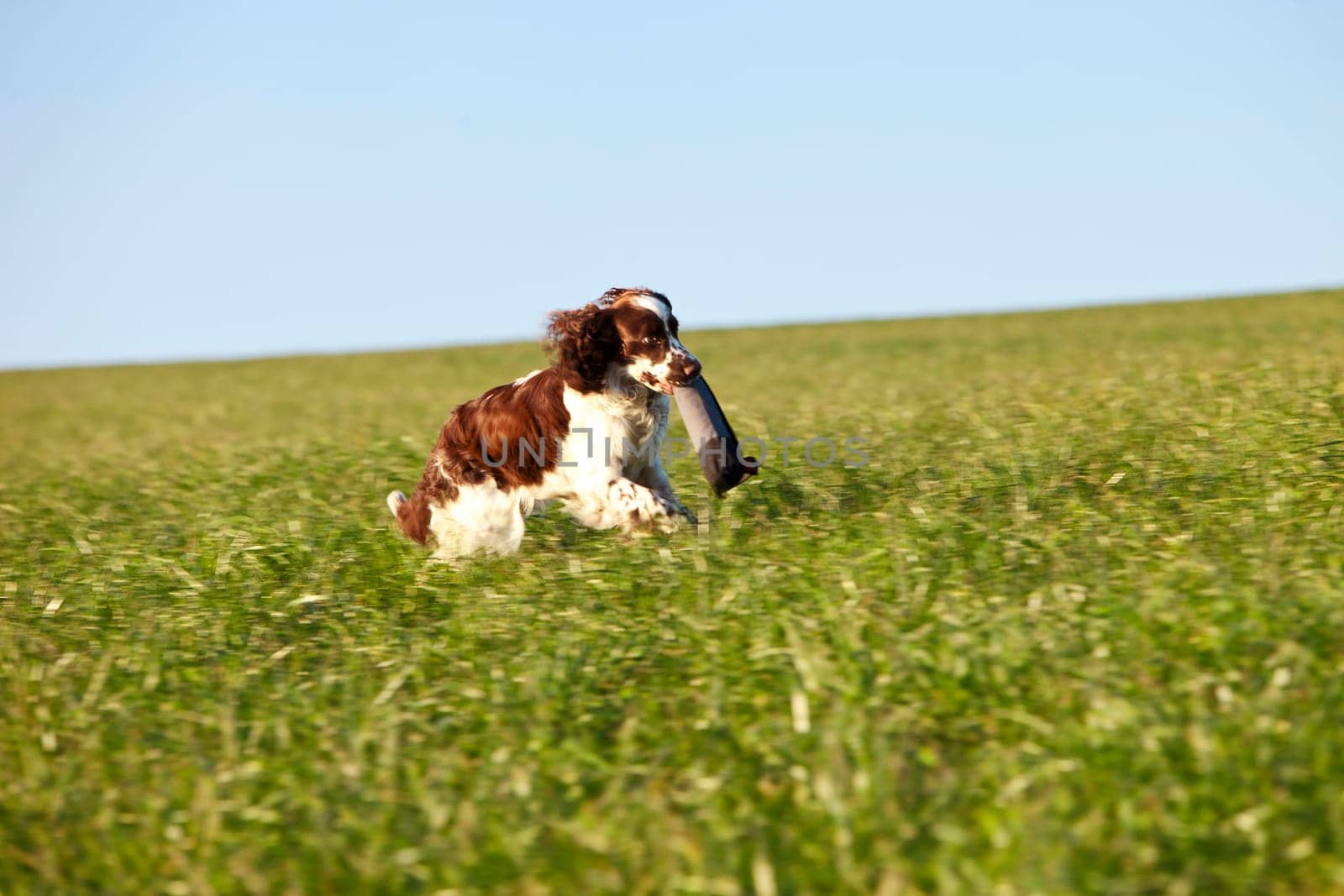 Dog training